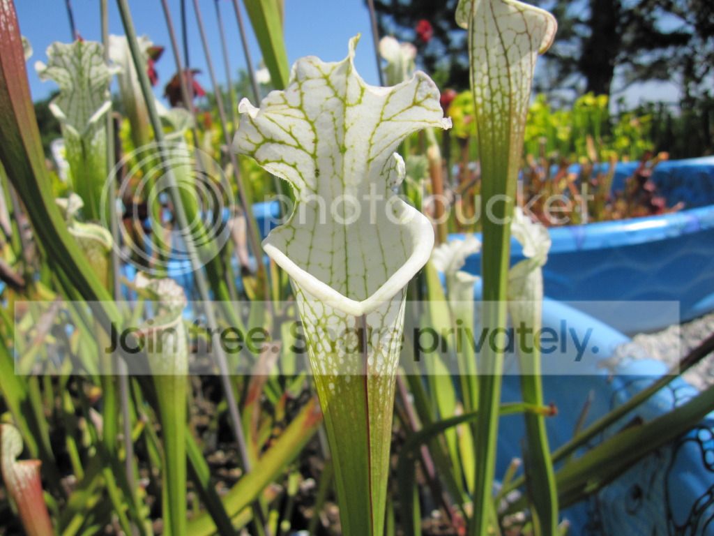 Sarracenia leucophylla 'Hurricane Creek White' clone A Baldwin Co, AL