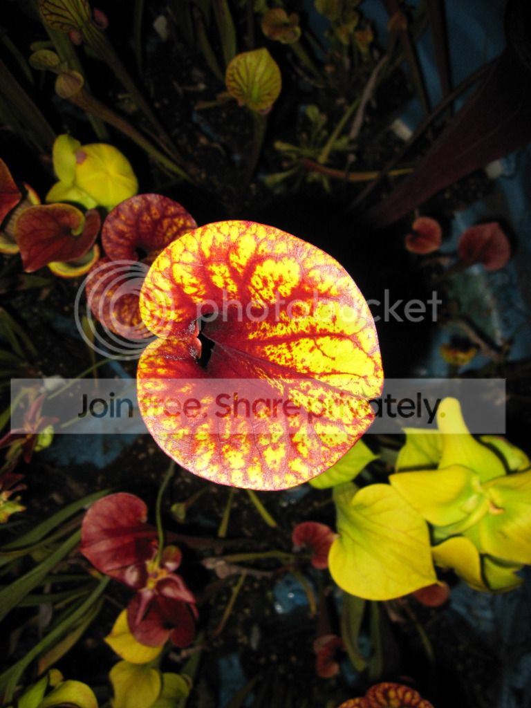 Sarracenia flava var. rubricorpora 'MW F-1' Liberty Co, FL (Mike Wang seed selection)