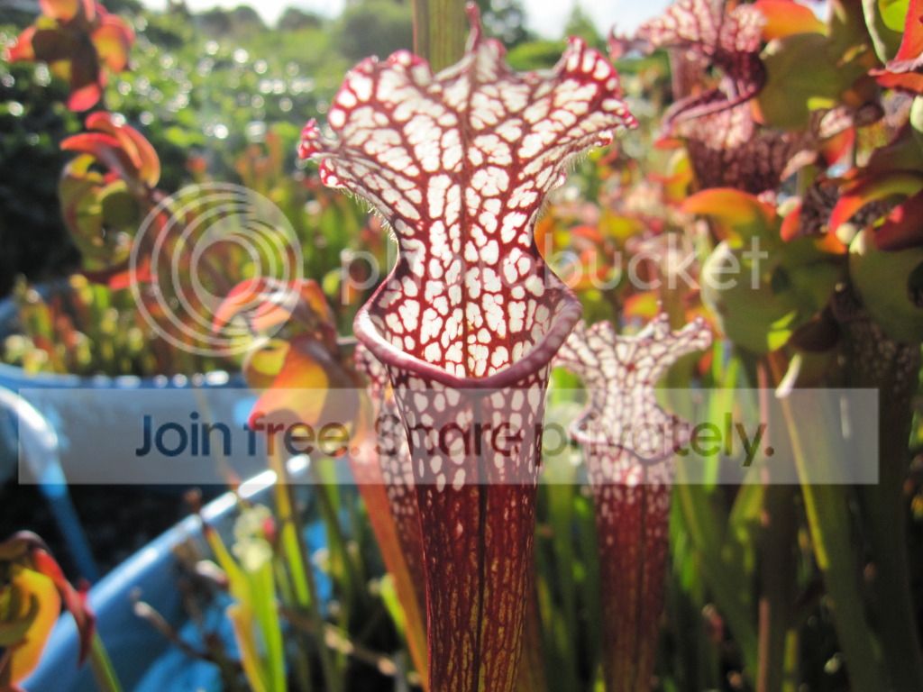 leuco 'RED', 2012-06-03