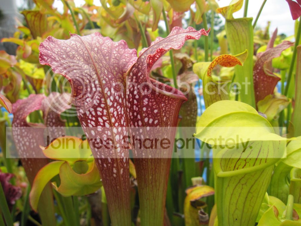 leucophylla 'RED' × minor okee, 2012-06-03