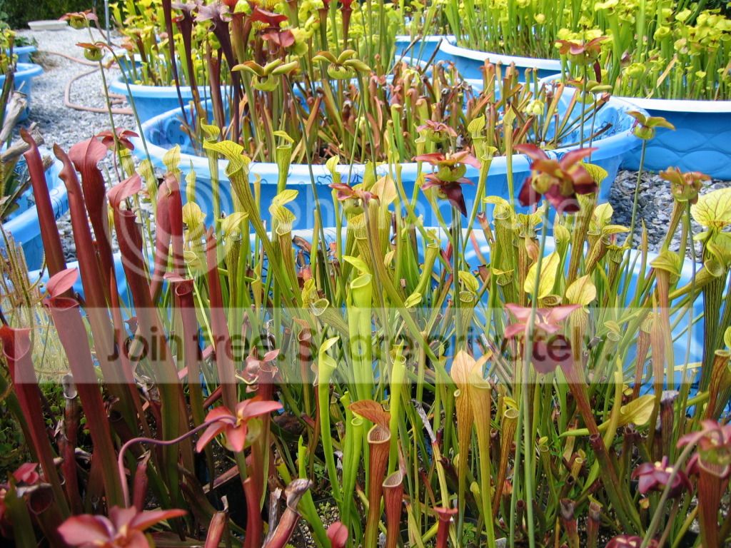 Chatom Giant (upper left) with S. jonesii (right), 2012-05