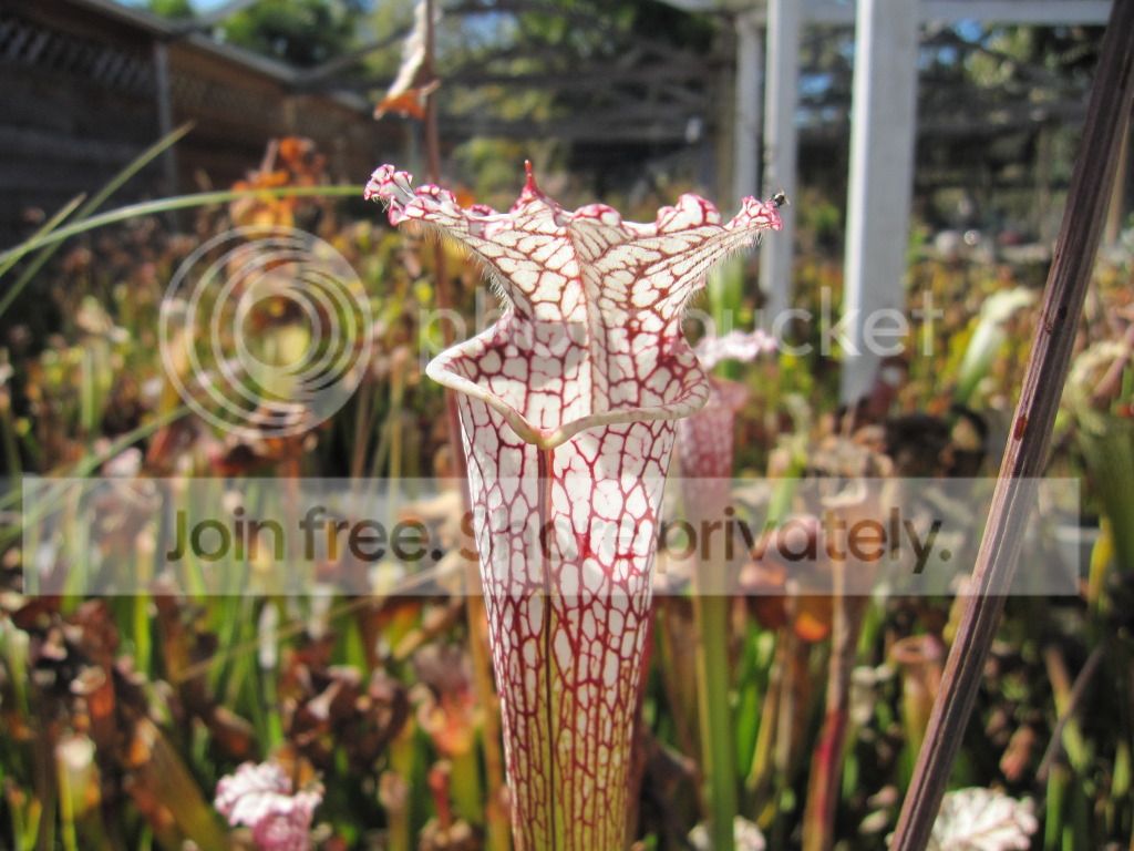 CC leucophylla — outdoor, October 2012.