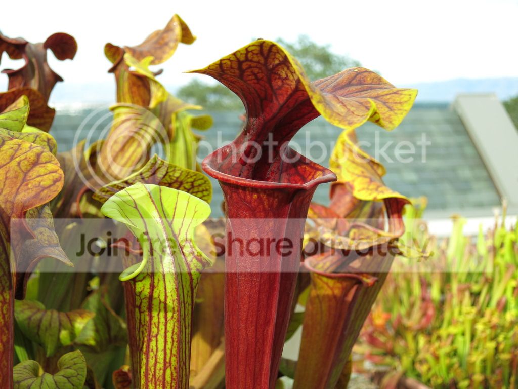deep red clone, 2015-07-13
