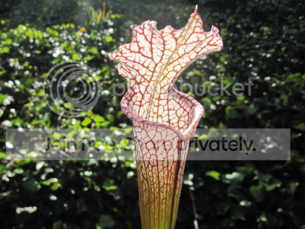 Sarracenia leucophylla 'Clone B' Bob Hanrahan property, Southern Baldwin Co, AL