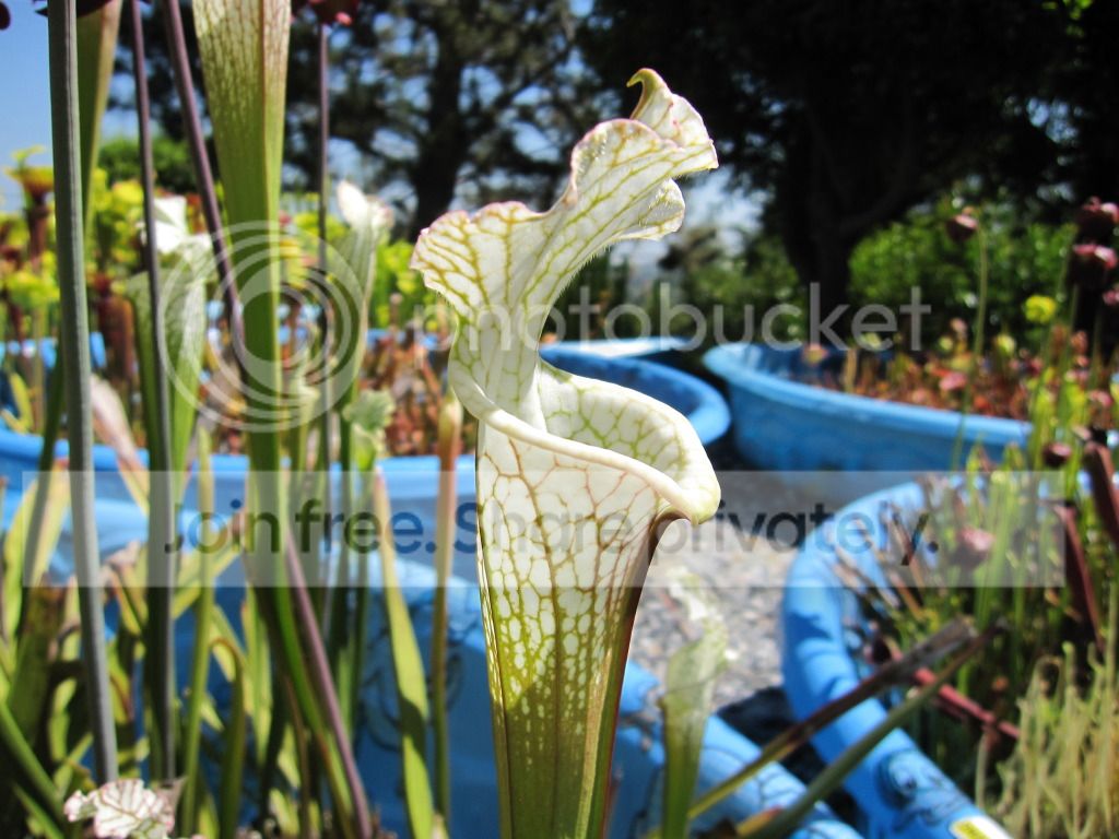 Different pot, slightly different shape — same clone, 2012-05