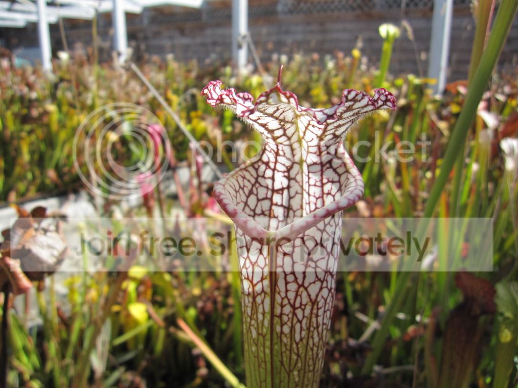 CC leucophylla — outdoor, October 2012.