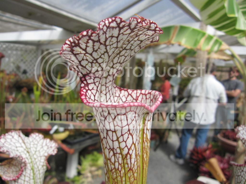 CC greenhouse-grown leucophylla, October 2012.