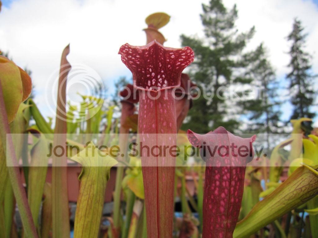 leucophylla 'burgundy' × minor okee, 2012-06-03