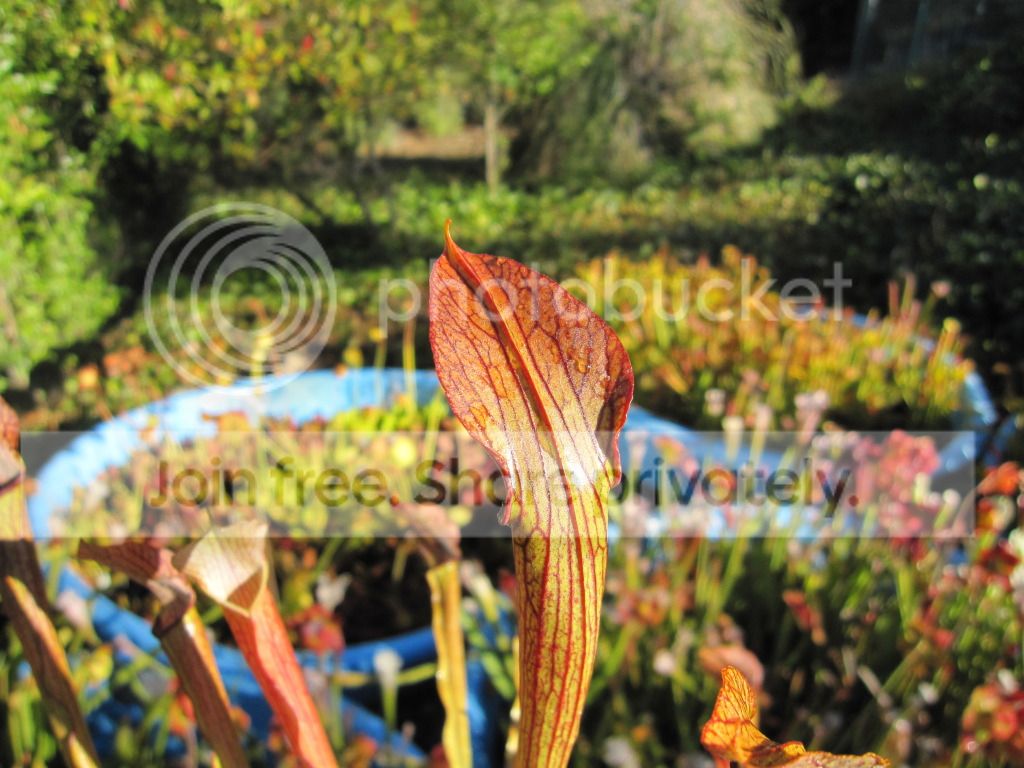 rubra ssp. rubra 'long lid' (red form), August 2012.