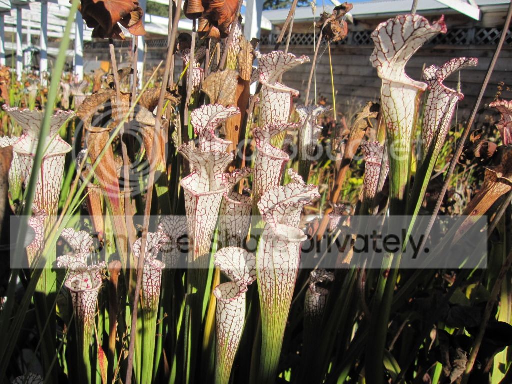 California Carnivores S. leucophylla collection tour (October 2012)