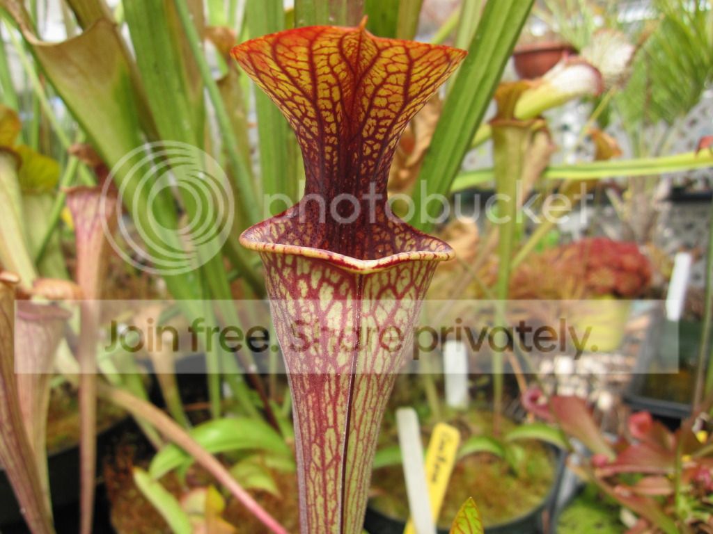 Different clone, 2012-06-25