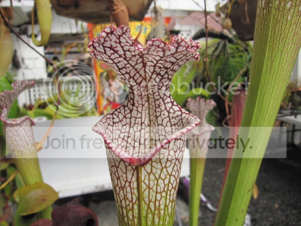 CC greenhouse-grown leucophylla, October 2012.