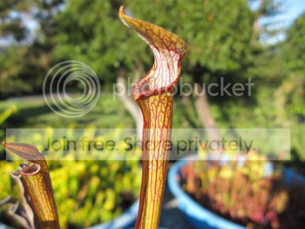 Ancestral Clone A, 2012-06-04