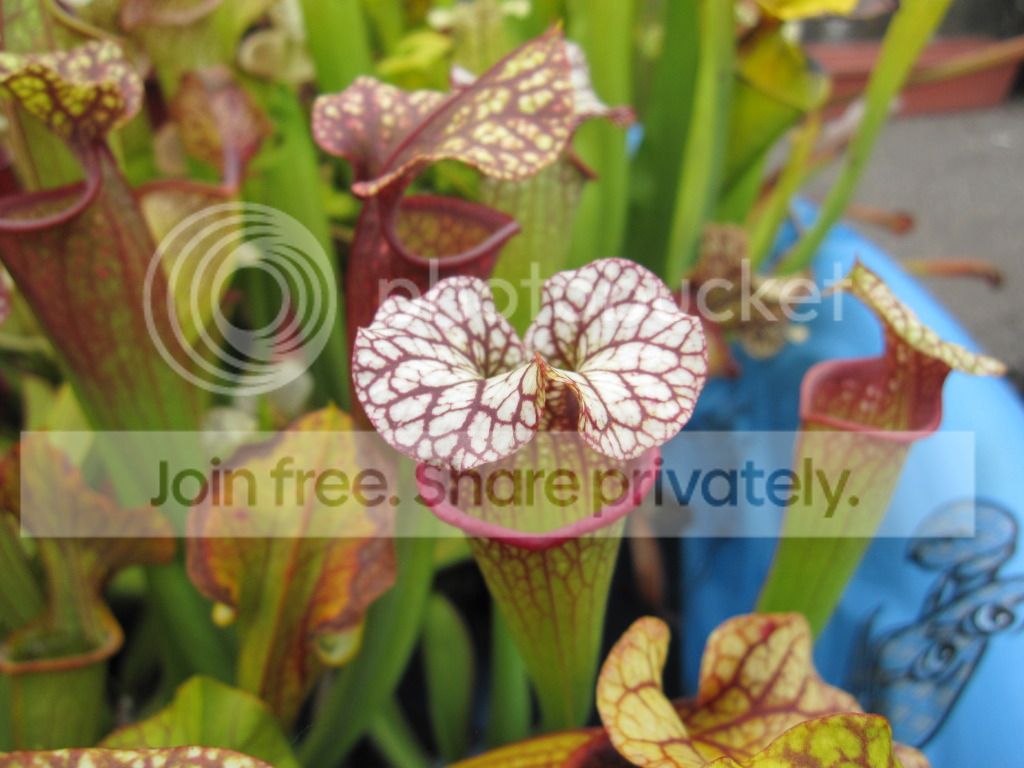 Sarracenia × ('Adrian Slack' × 'Judith Hindle') seedling siblings