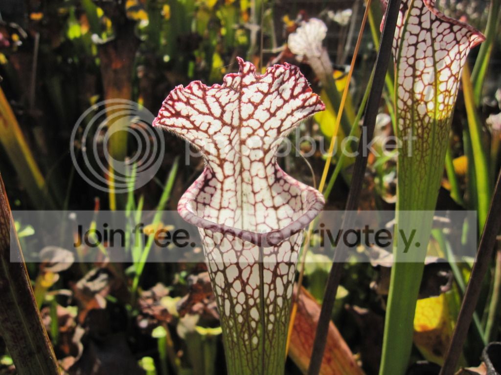 CC leucophylla — outdoor, October 2012.