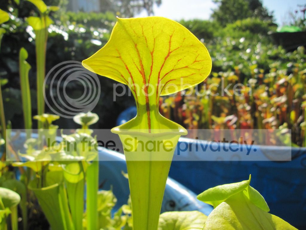 Onslow flava population, 2012-05-12