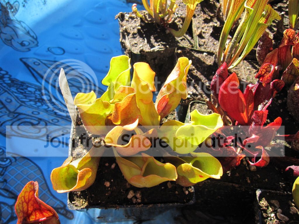 Whole plant view, 2012-06-11