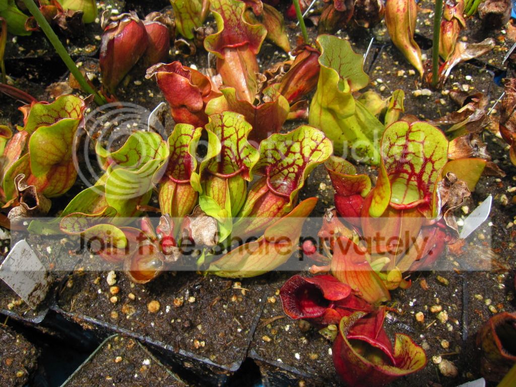 Sarracenia purpurea ssp. venosa Old Dock, Columbus Co, NC — population