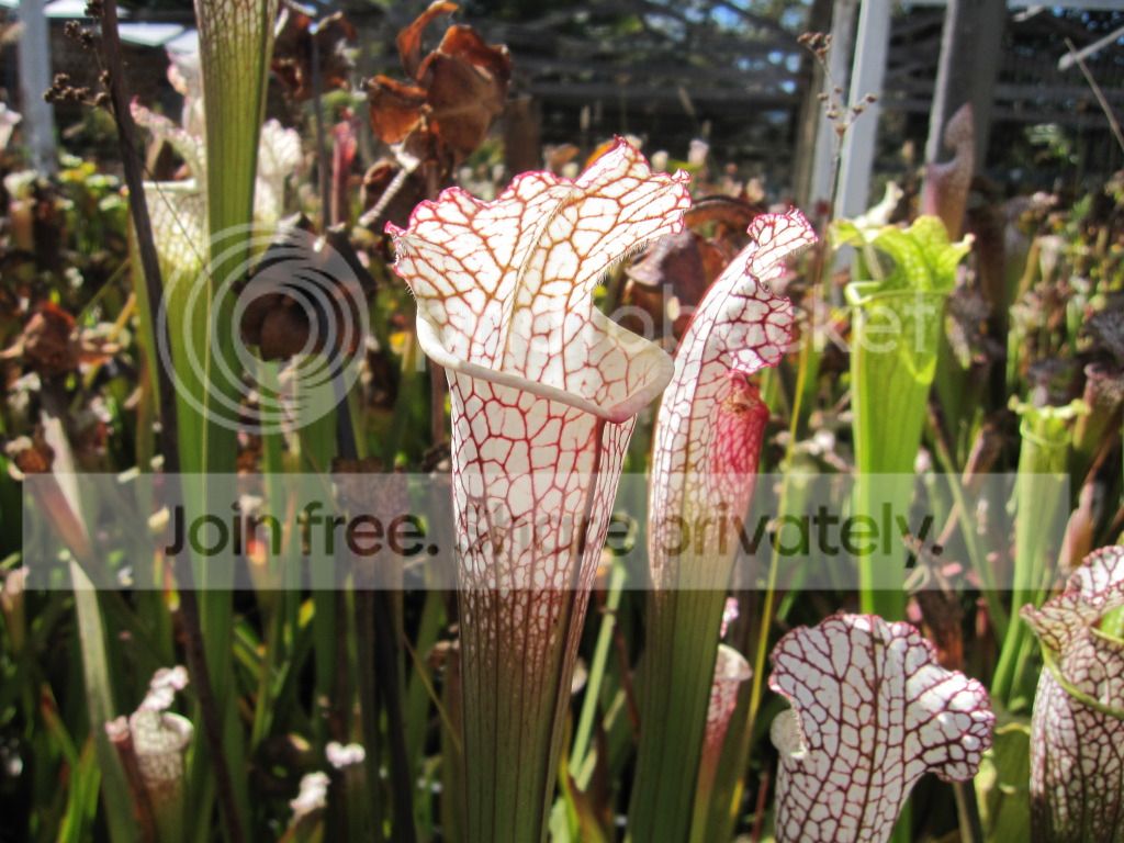 CC leucophylla — outdoor, October 2012.