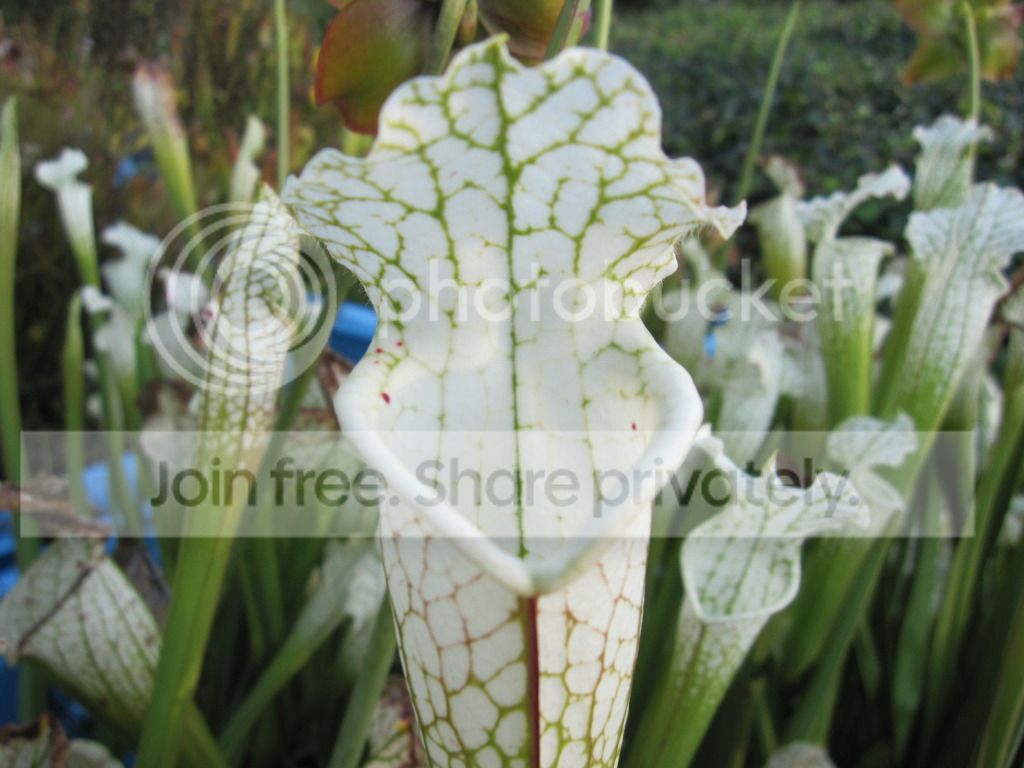 Summer pitcher, 2012-08