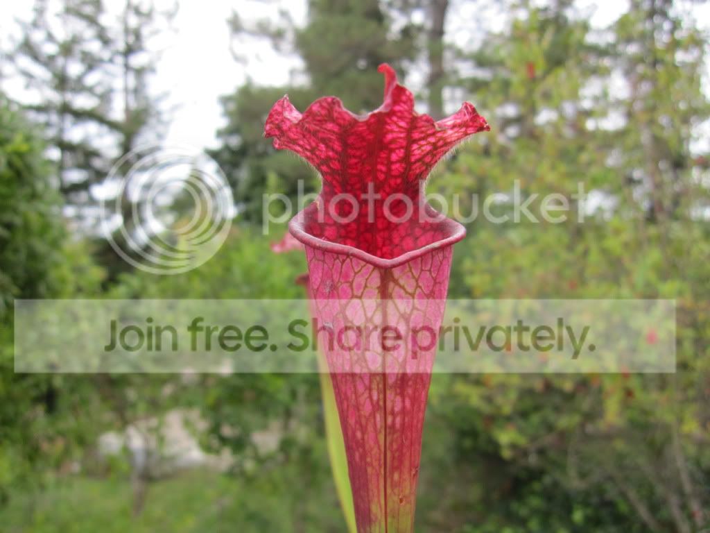 Sarracenia leucophylla 'Dark Pink' (Mike's seed-grown clone, locality unknown)