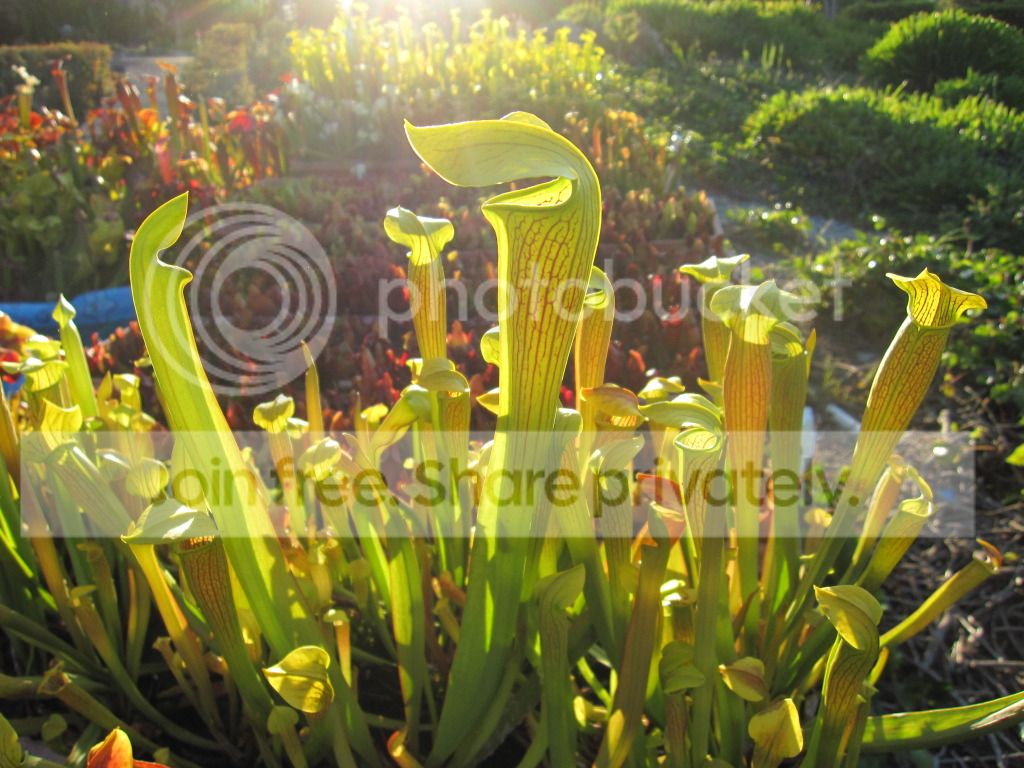 Pointier mouth (same plant, different trap), 2012-07-25