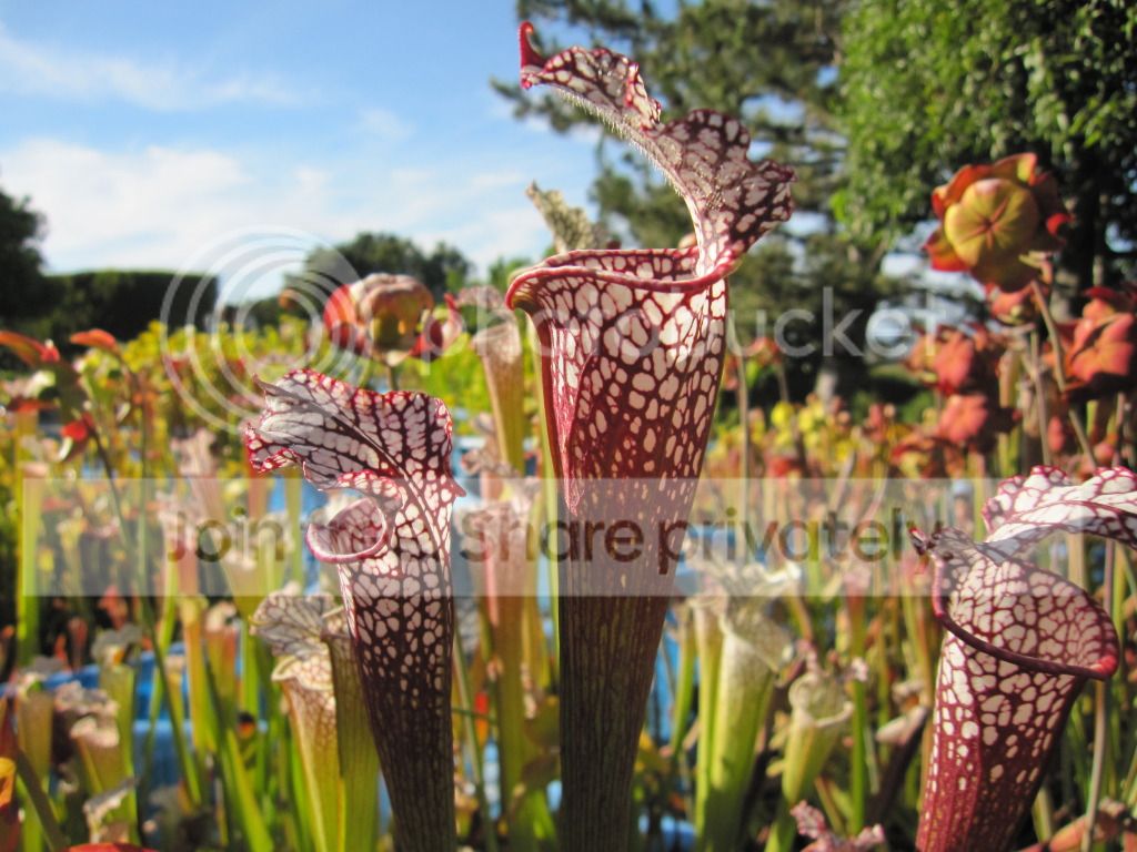 leuco 'RED', 2012-06-03