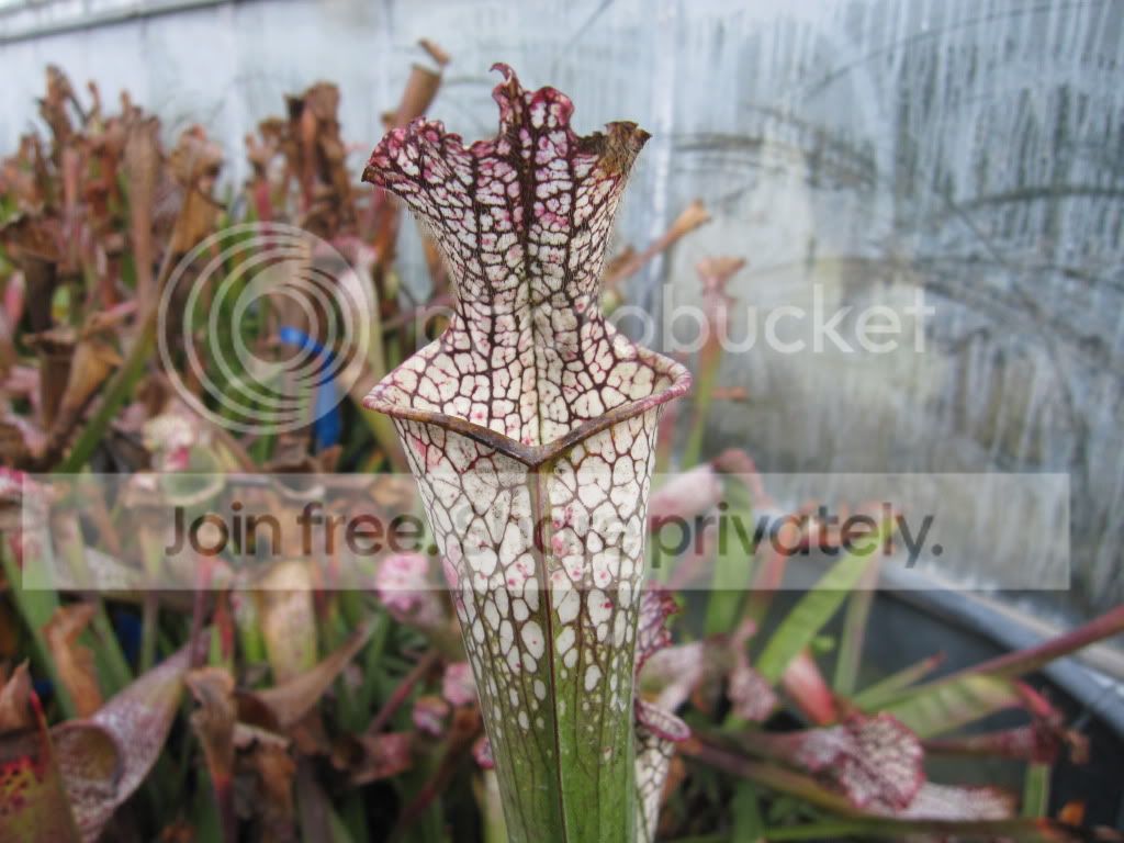 UCD outdoor leucophylla — some clones may match the greenhouse-grown shots above, December 2012.
