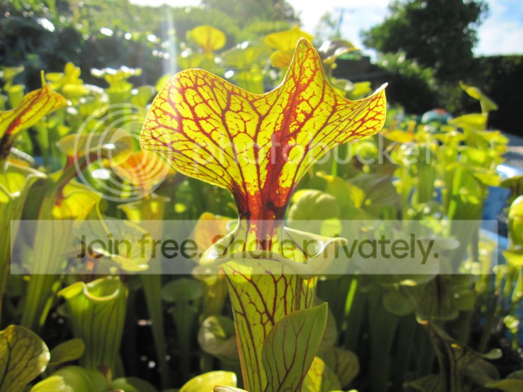 Sarracenia flava var. ornata 'black veins' Bulloch Co, GA