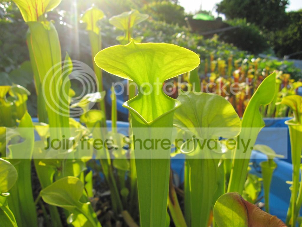 Sarracenia flava var. maxima Cartaret Co, NC