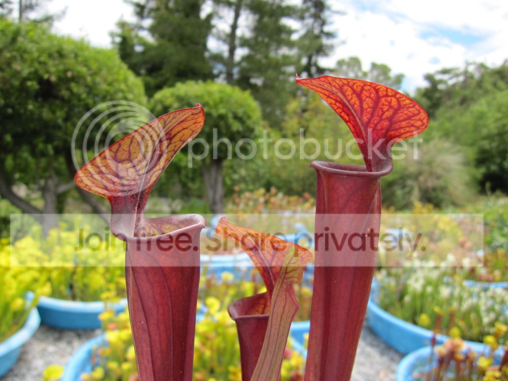 RED, 2012-06-23