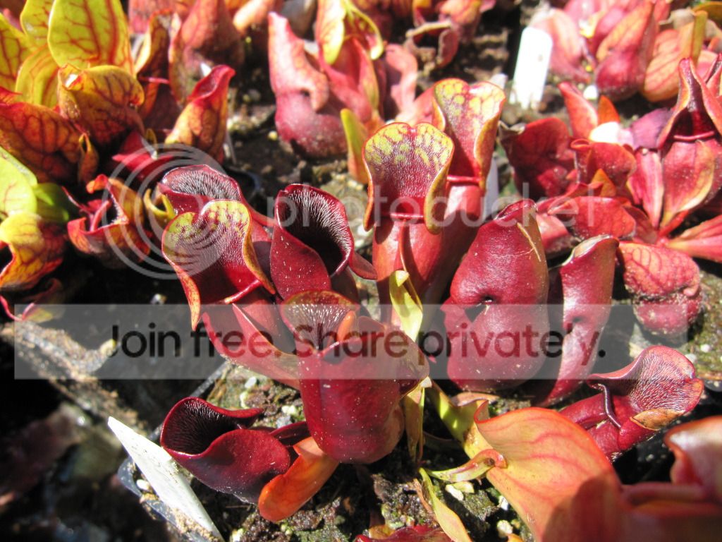 Sarracenia purpurea ssp. purpurea marl bog Dorcus Bay, Bruce Co, ON