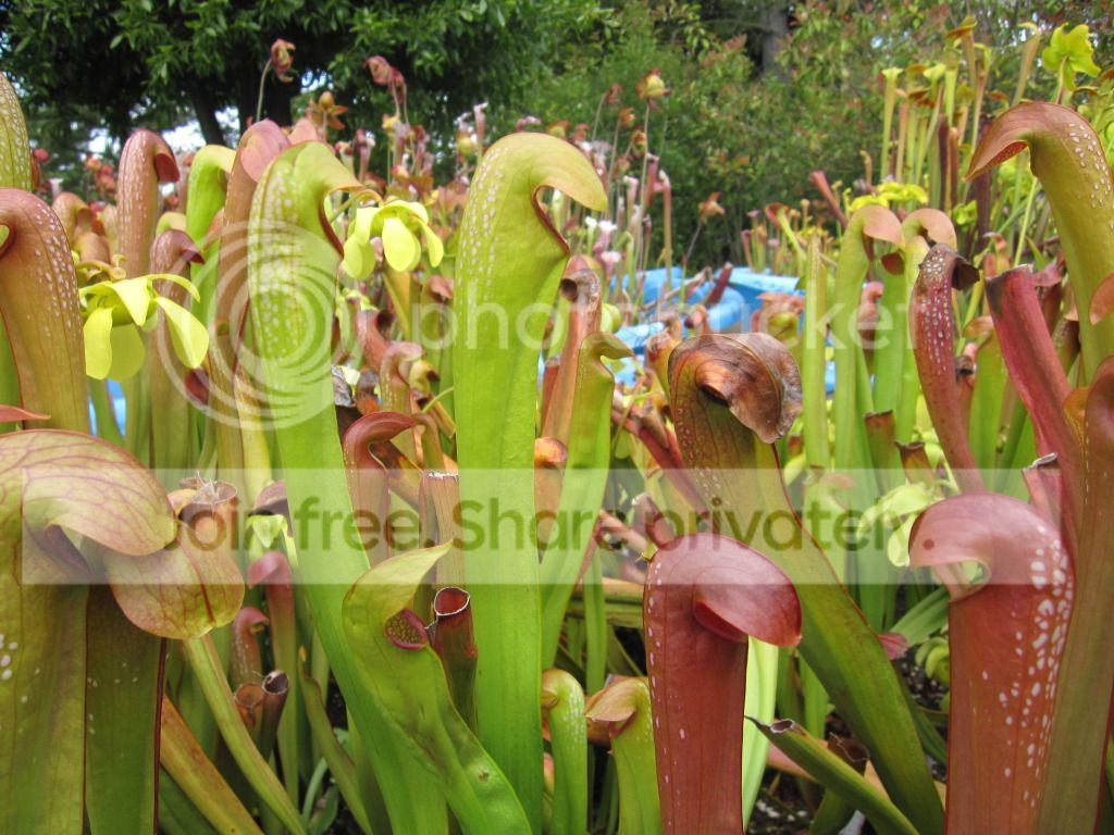 Sarracenia minor var. okefenokeensis Ware Co, GA — 'Clone C' (red clone)