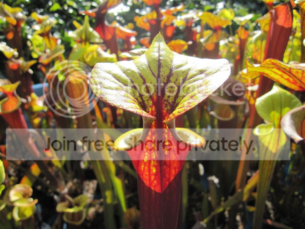 rubricorpora clone A, 2012-05-26 (thread 238)
