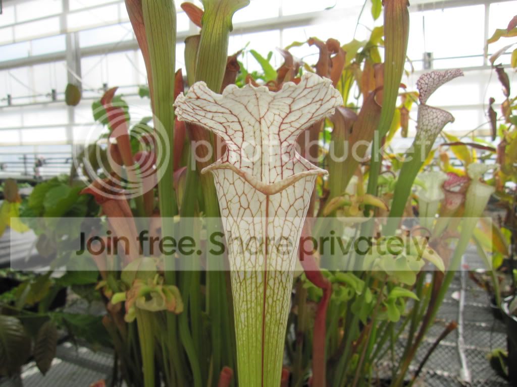 Typical leucophylla clone at UCD, December 2012.