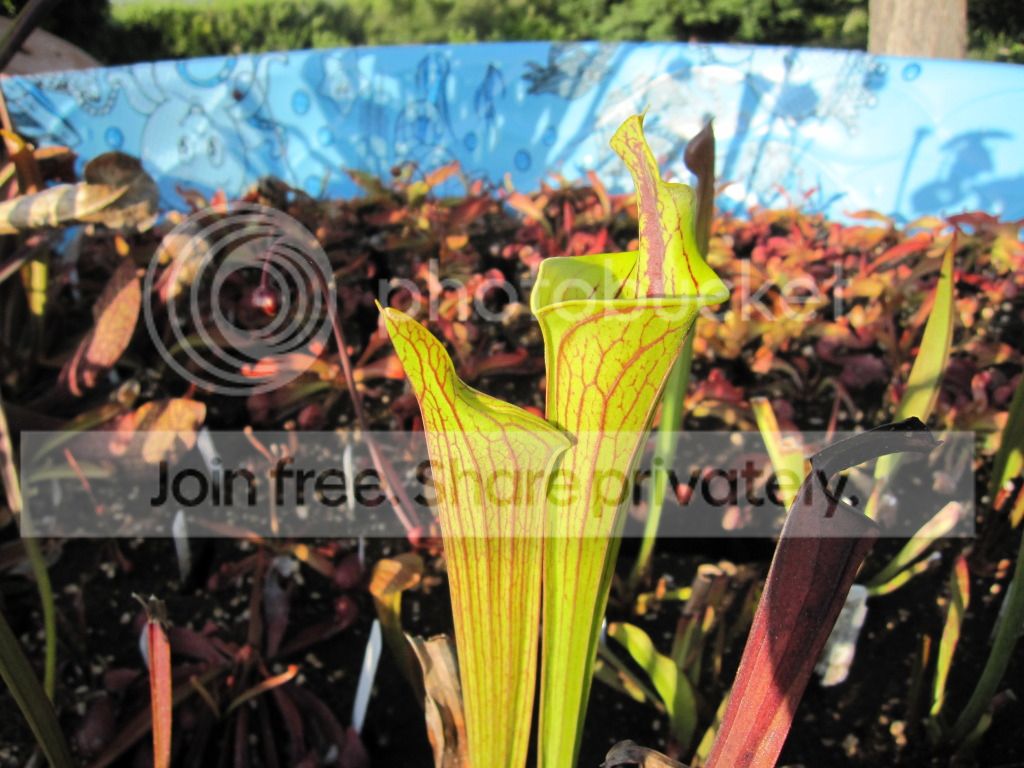 Sarracenia flava var. ornata 'lidless' (Mike King clone)