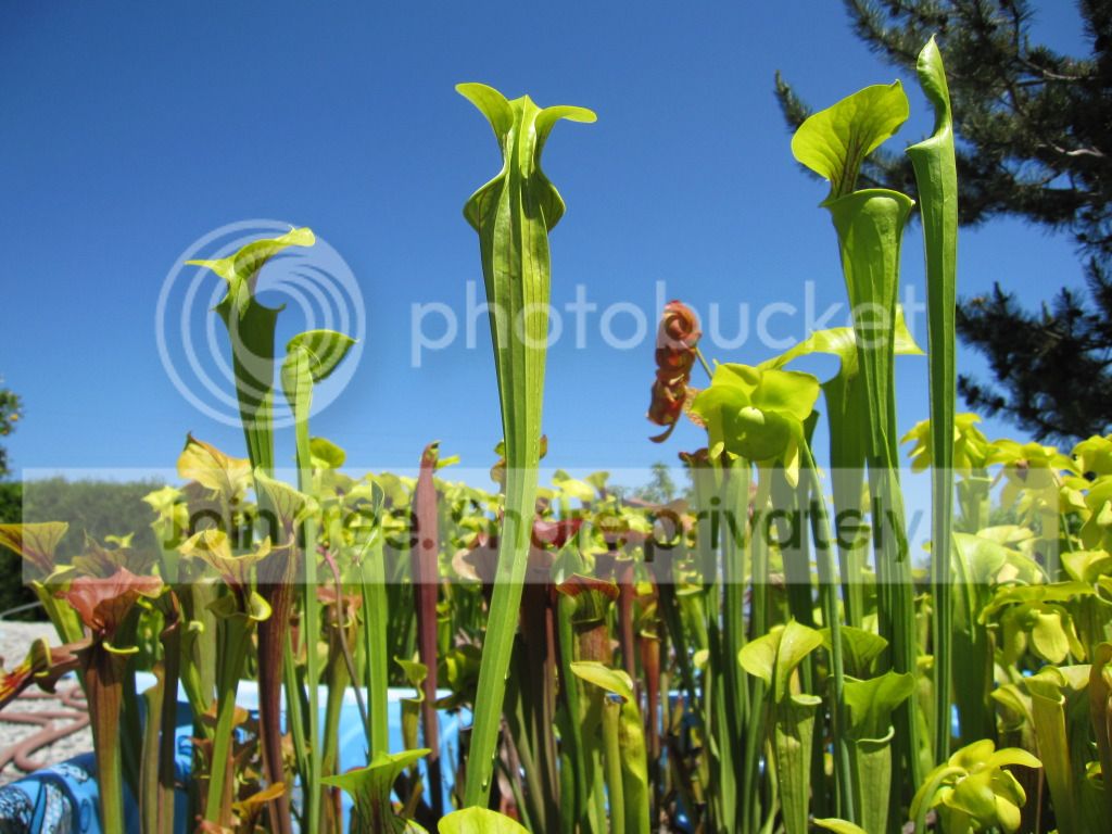 Sarracenia oreophila 'Clone #4' (California Carnivores 1990s lineage; possible Sand Mountain)