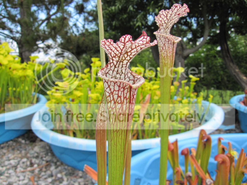 Spring pitchers, 2012-06-06
