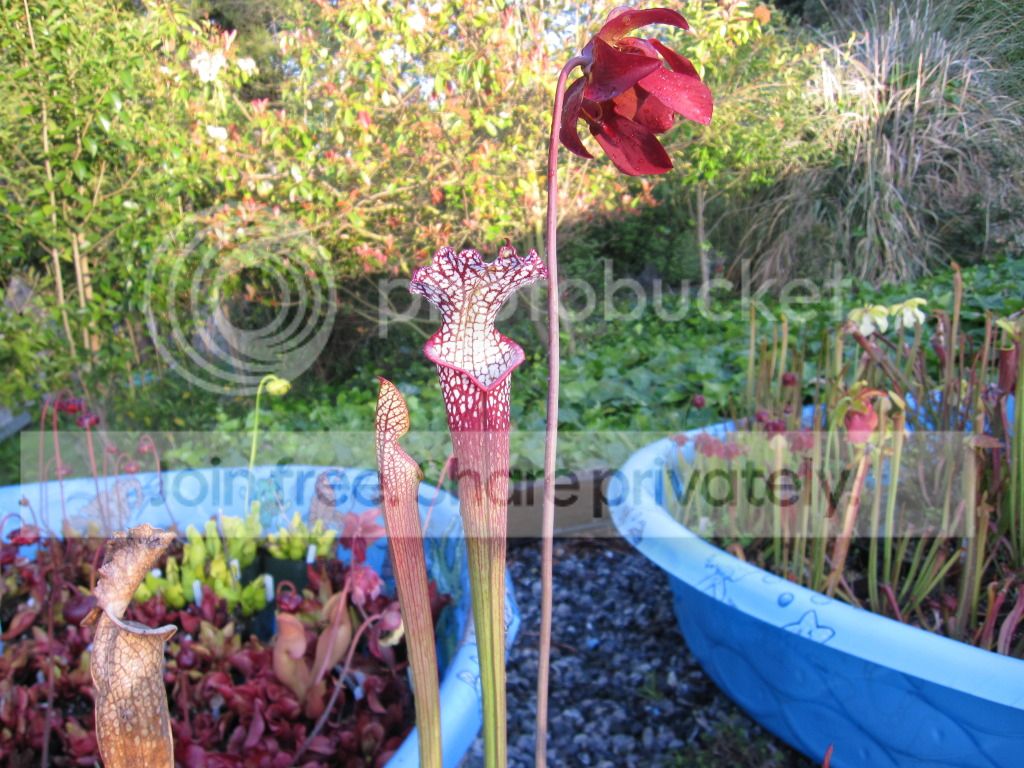 WRR spring pitchers, May 2012