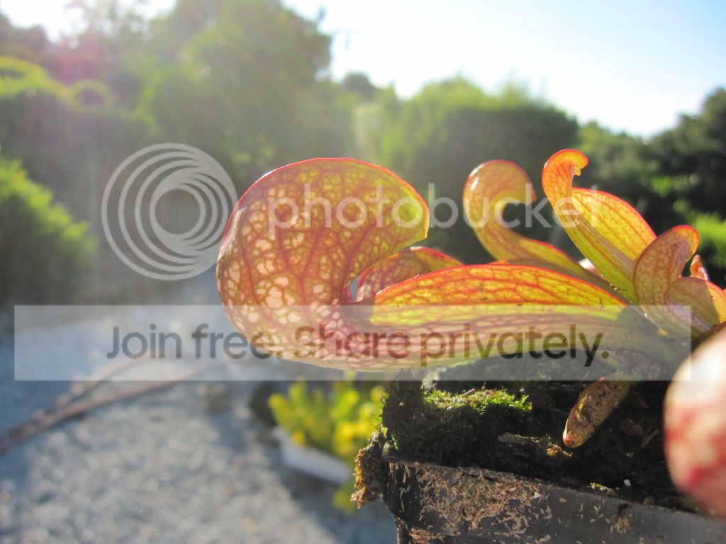 Sarracenia psittacina 'Golfball' clone A, Wash. Co, AL