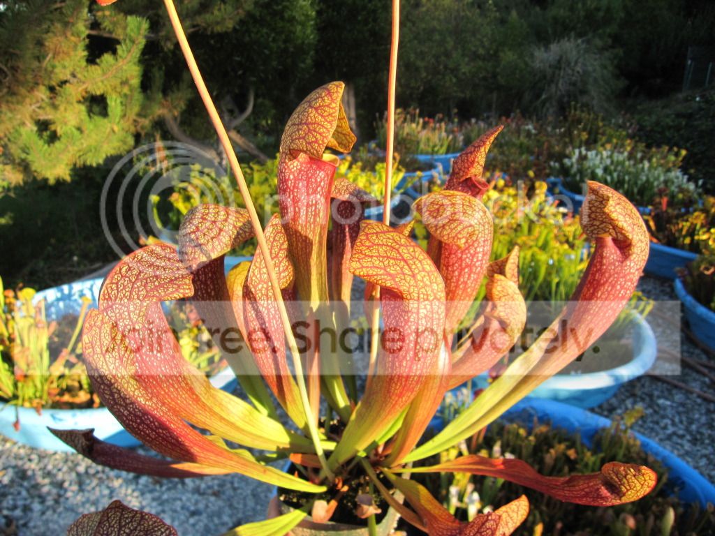 Sarracenia × 'Dixie Lace', August 2012.