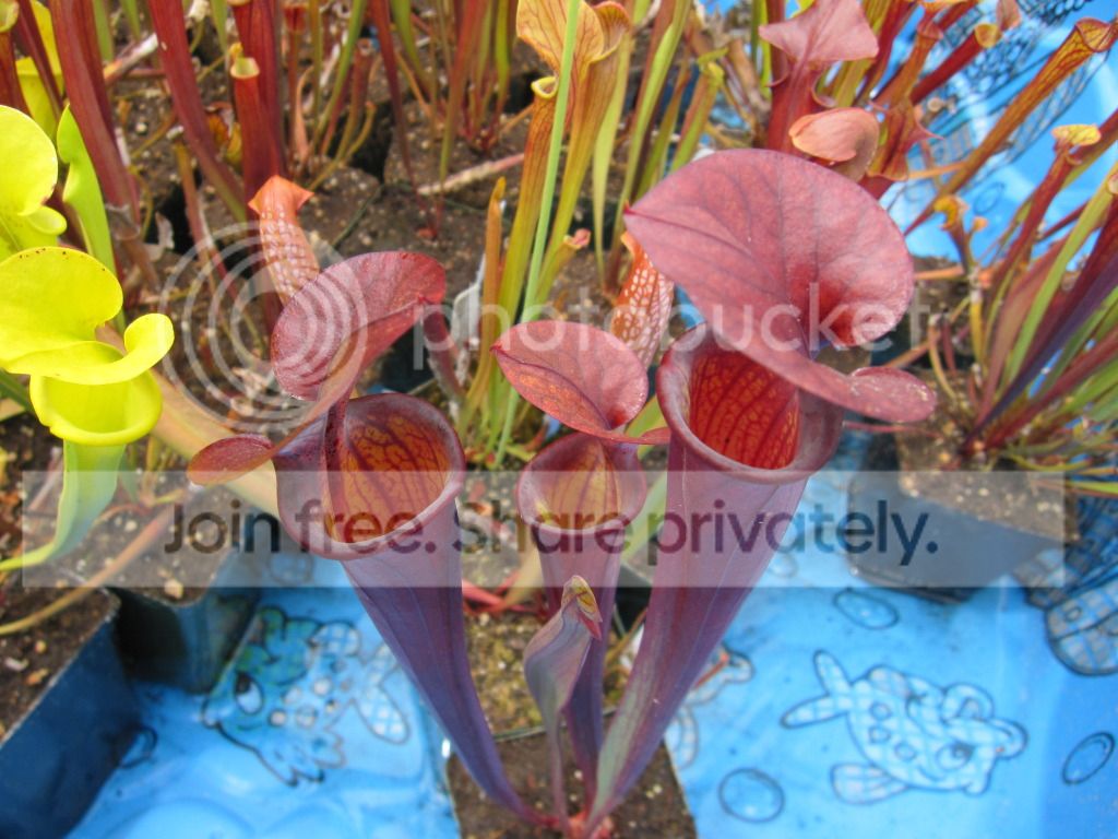 RED, 2012-06-23