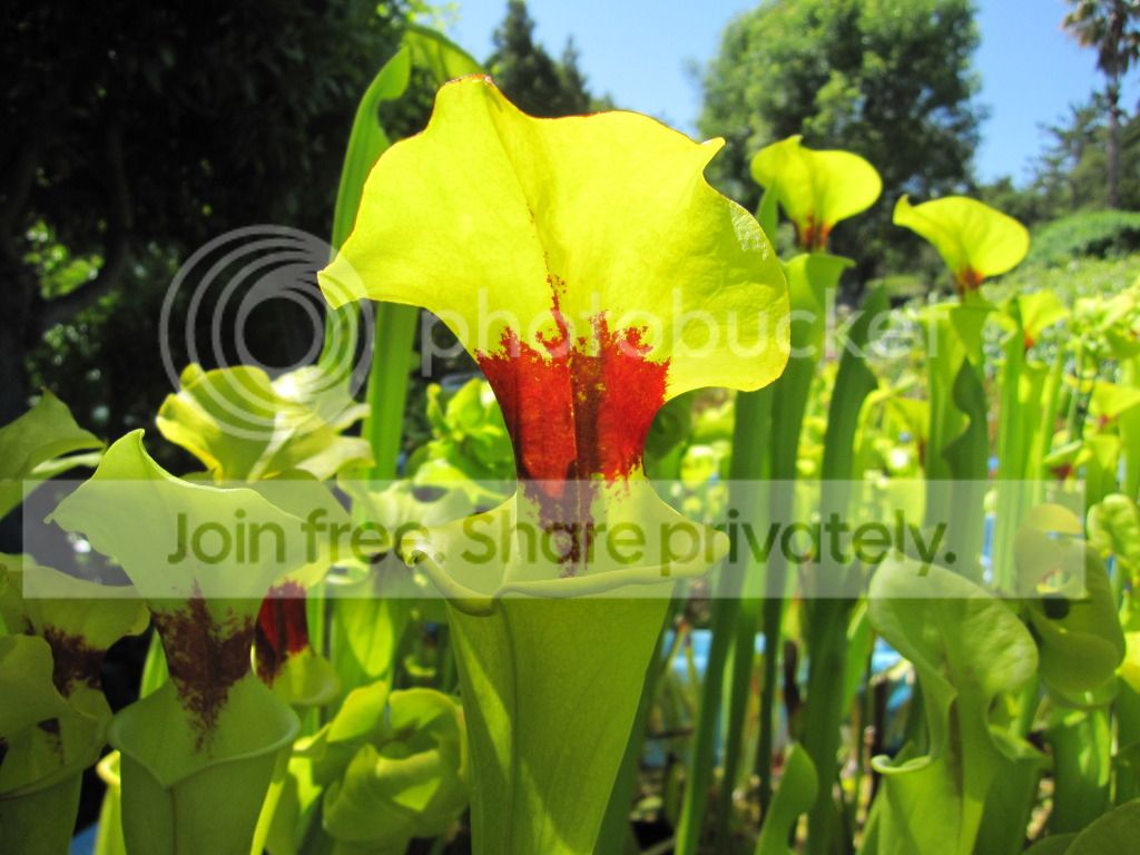 Clone D, 2012-05-12