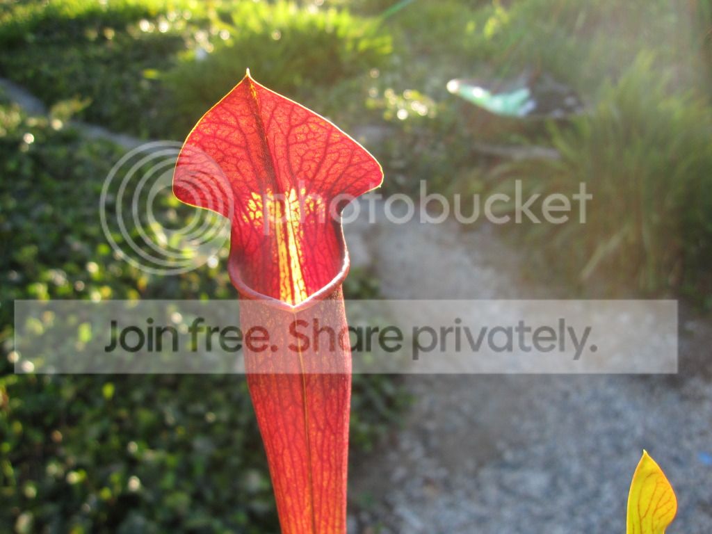 Sarracenia alata 'Night' Stone Co, MS