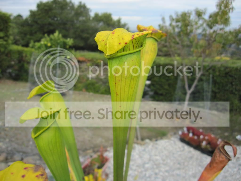 16 November 2012 — winter-persistent pitchers.