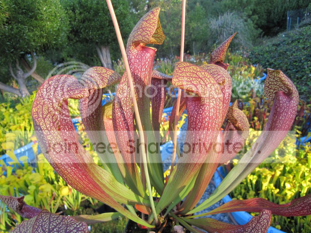 Sarracenia × 'Dixie Lace', August 2012.