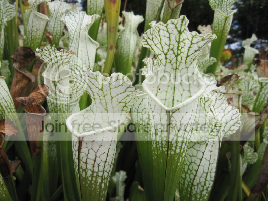 Fall pitchers, 2012-10-05