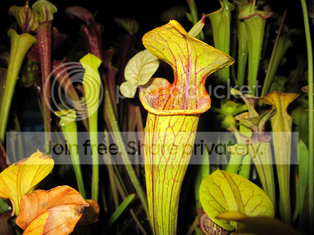 Coloring up, 2012-07-08