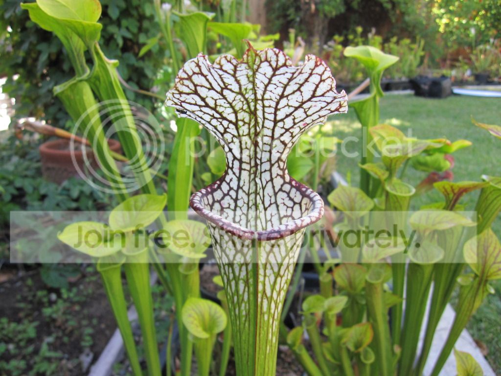 Sarracenia leucophylla MK L12A Deer Park, AL