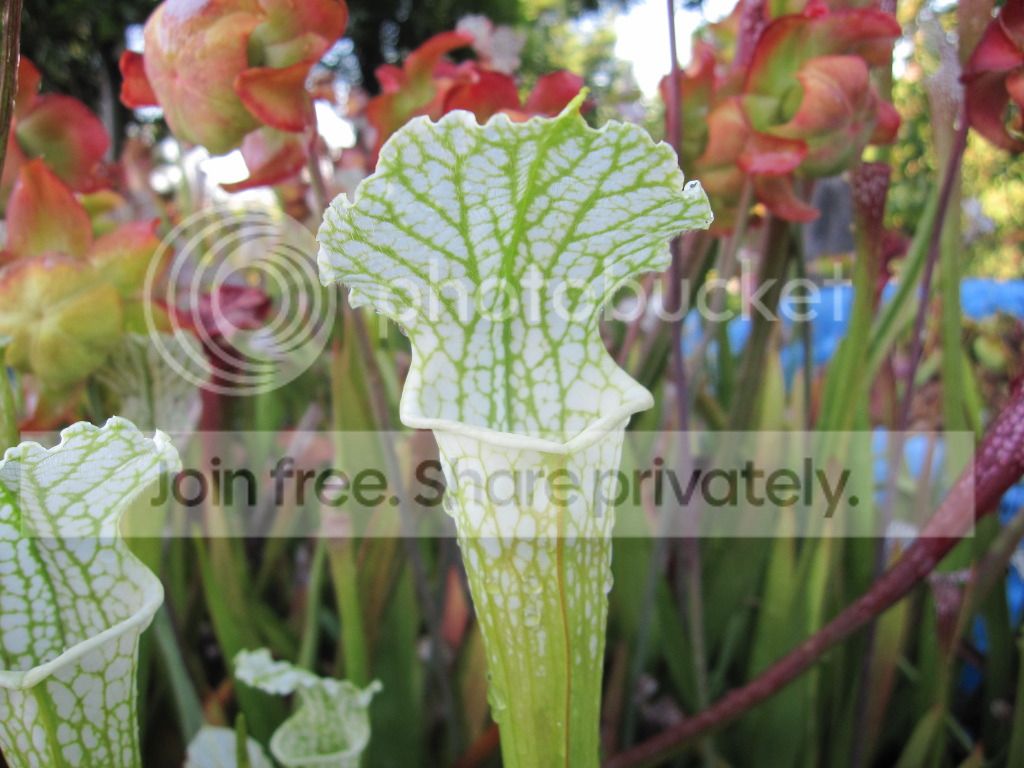 Sarracenia leucophylla 'Schnell's ghost' (MK L139)